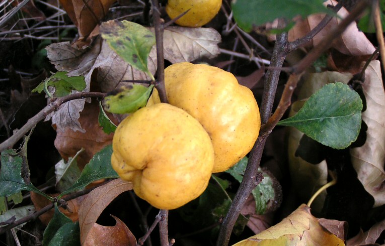 Chinese Quince