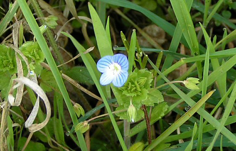 Common Field Speedwell