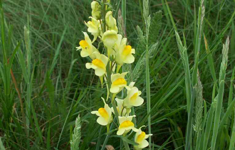 Common Toadflax