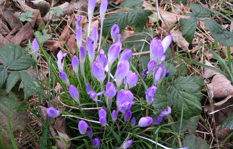 Crocus tommasinianus