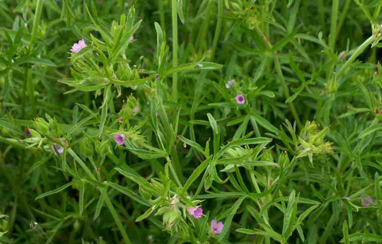 Cut-leaved Cranesbill