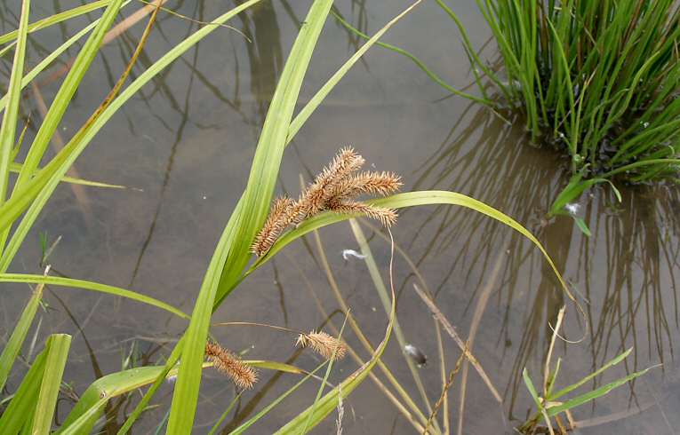 Cyperus Sedge