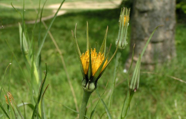 Goats-beard