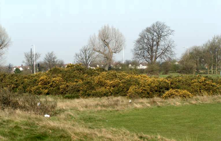 Gorse