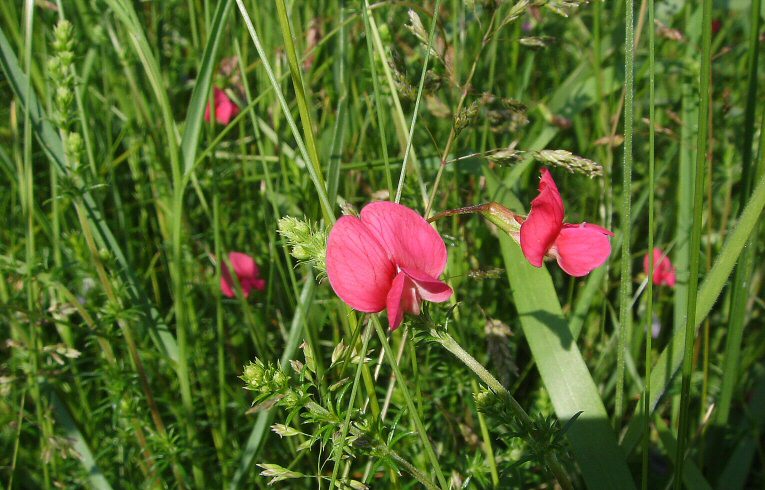 Grass Vetchling
