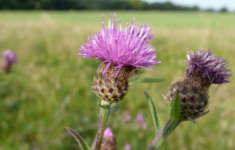 Greater Knapweed