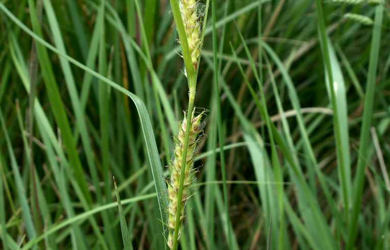 Hairy Sedge