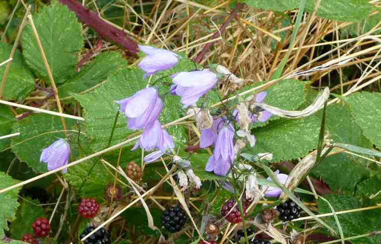 Campanula rotundifolia
