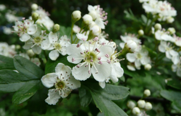 Hawthorn
