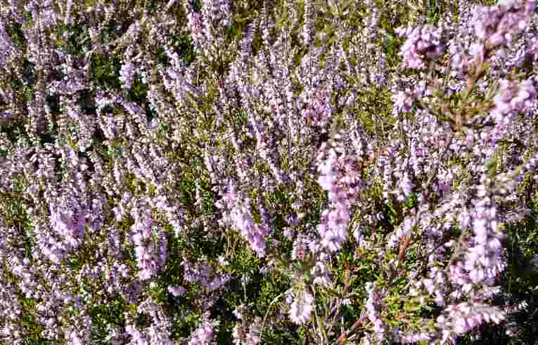 Calluna vulgaris