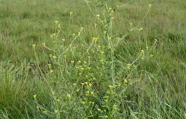 Hedge Mustard
