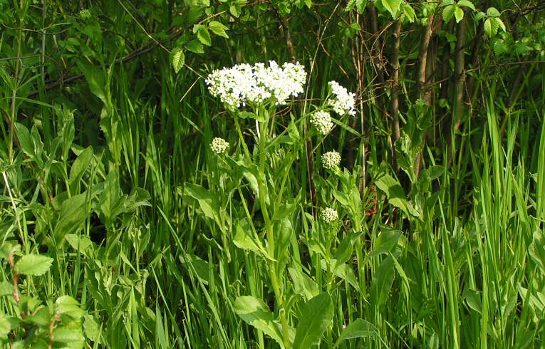Hoary Cress