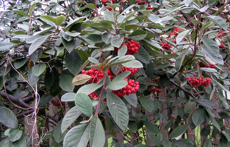 Tree Cotoneaster