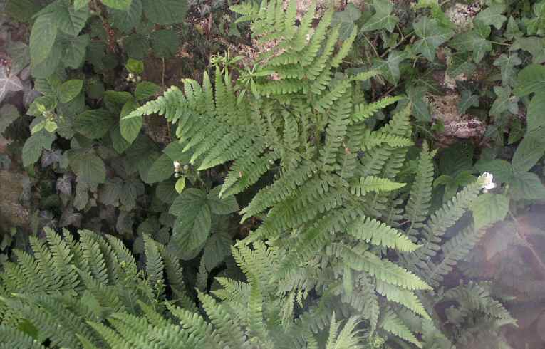 Dryopteris filix-mas