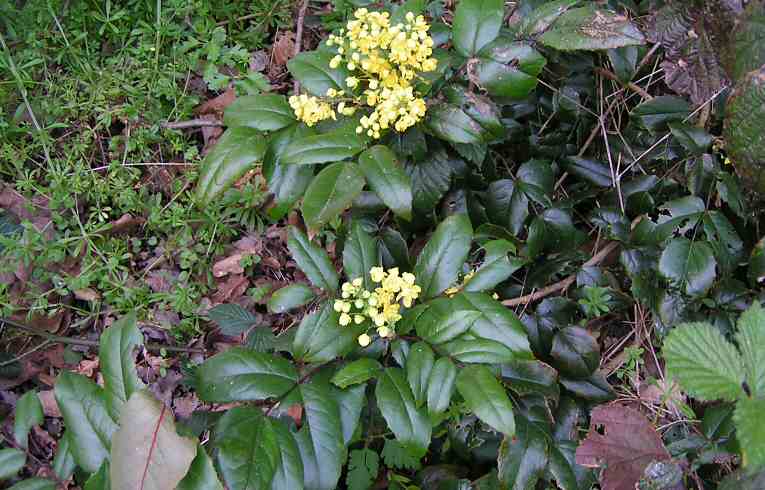 Oregon Grape