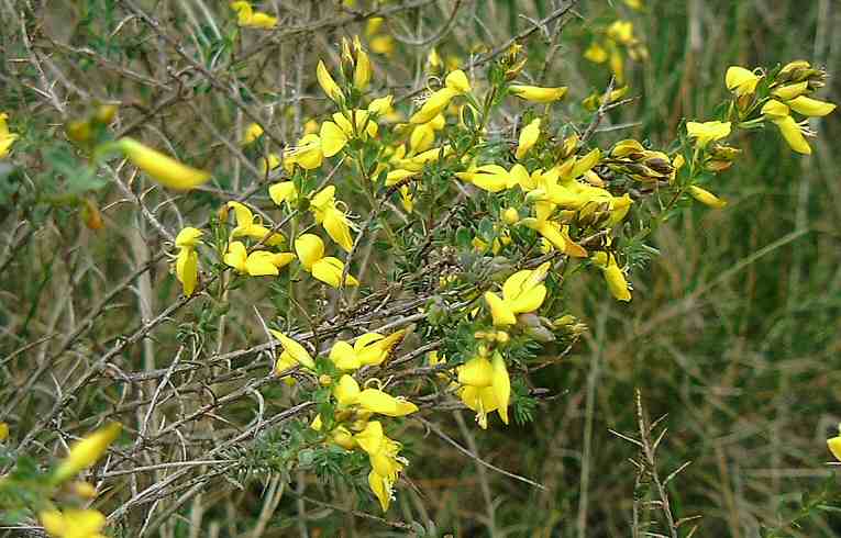 Genista anglica