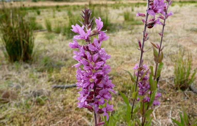 Lythrum salicaria&nbsp;