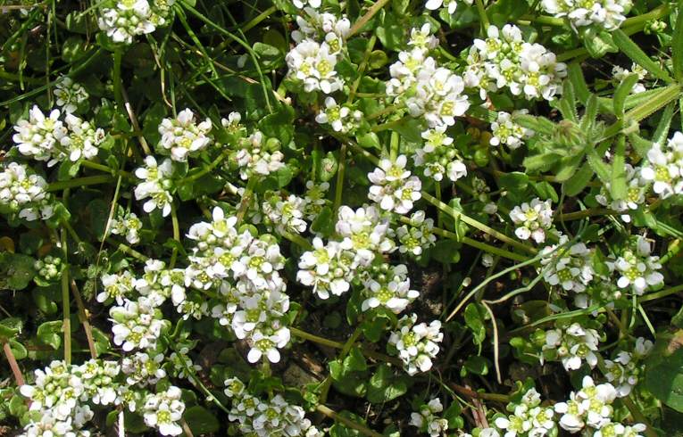 Danish Scurvy Grass