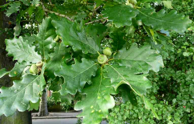 Quercus petraea