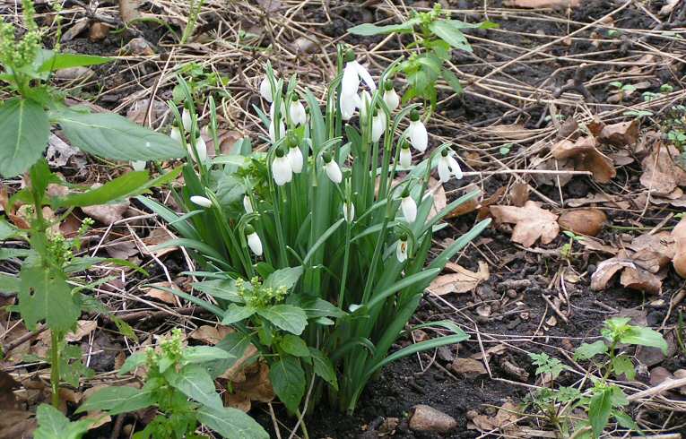 Snowdrop