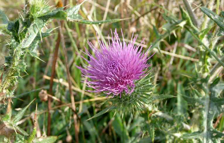 Cirsium vulgare
