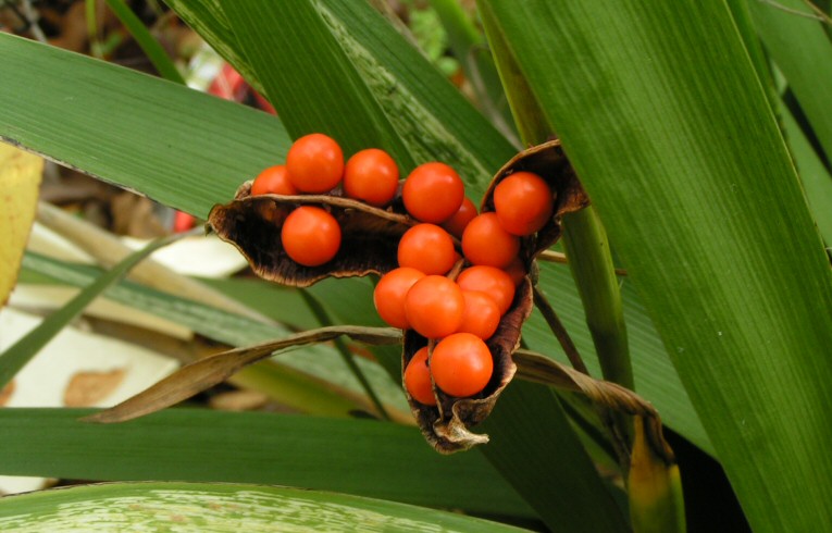 Stinking Iris, berries
