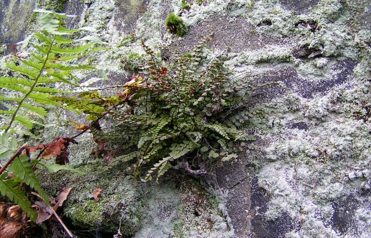 Asplenium trichomanes