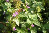Black Horehound