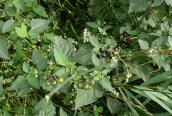 Black Nightshade