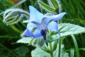 Borage