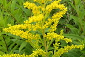 Canadian Golden-rod