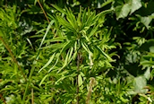 Chinese Mugwort
