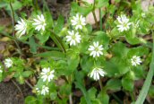 Common Chickweed
