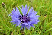 Cornflower