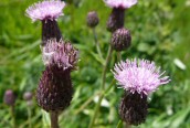 Creeping Thistle