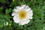 Feverfew