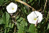 Field Bindweed