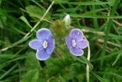 Gemander Speedwell
