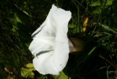 Great Bindweed