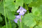 Ground Ivy