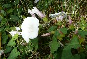 Hedge Bindweed
