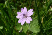 Hedgerow Crane's-bill