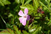 Herb Robert