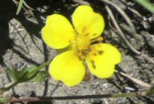 Hybrid Cinquefoil ?