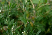 Knotgrass