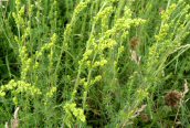 ady's Bedstraw