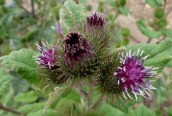 Lesser Burdock