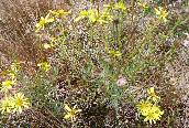 Narrow-leaved Ragwort
