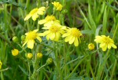 Oxford Ragwort