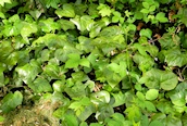 Persian Ivy